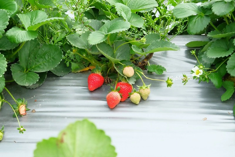 台中潭子｜草莓世界．採草莓不用到苗栗大湖，台中潭子就有草莓園，無毒有機草莓吃的安心 @飛天璇的口袋