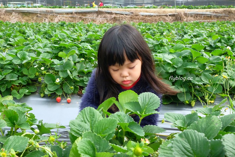 台中西區｜綠宿行旅：以環保綠化為主題的飯店，模範街鄰近草悟道商圈，附台中兩天一夜小旅行行程懶人包 @飛天璇的口袋