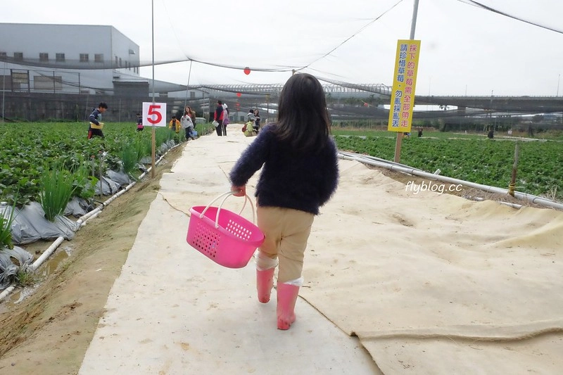 台中潭子｜草莓世界．採草莓不用到苗栗大湖，台中潭子就有草莓園，無毒有機草莓吃的安心 @飛天璇的口袋