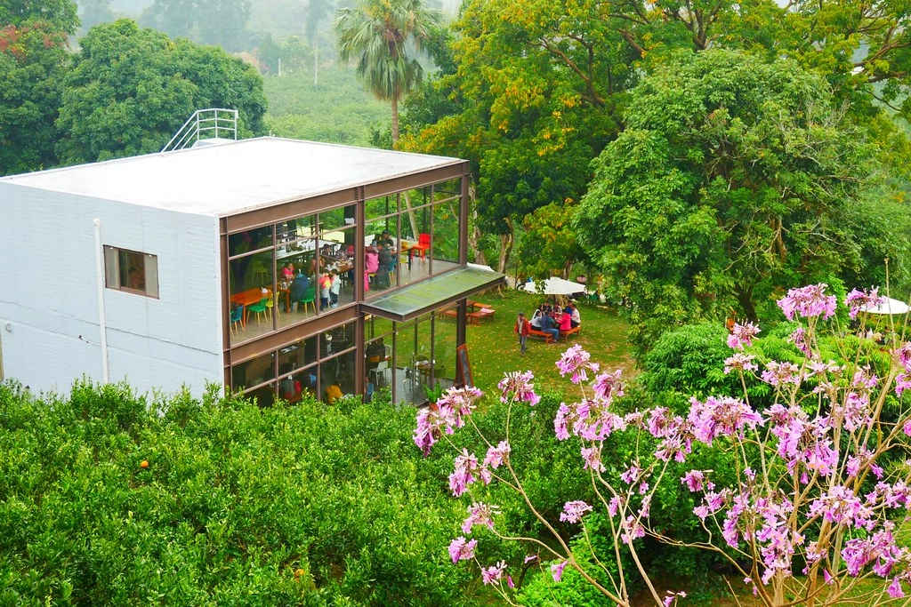 苗栗頭屋｜橙香森林．森林裡面的浪漫玻璃屋，有大片草原和橙香隧道 @飛天璇的口袋