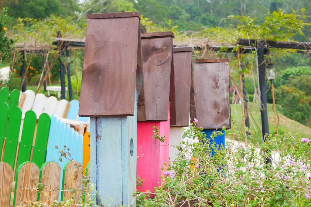 苗栗頭屋｜橙香森林．森林裡面的浪漫玻璃屋，有大片草原和橙香隧道 @飛天璇的口袋