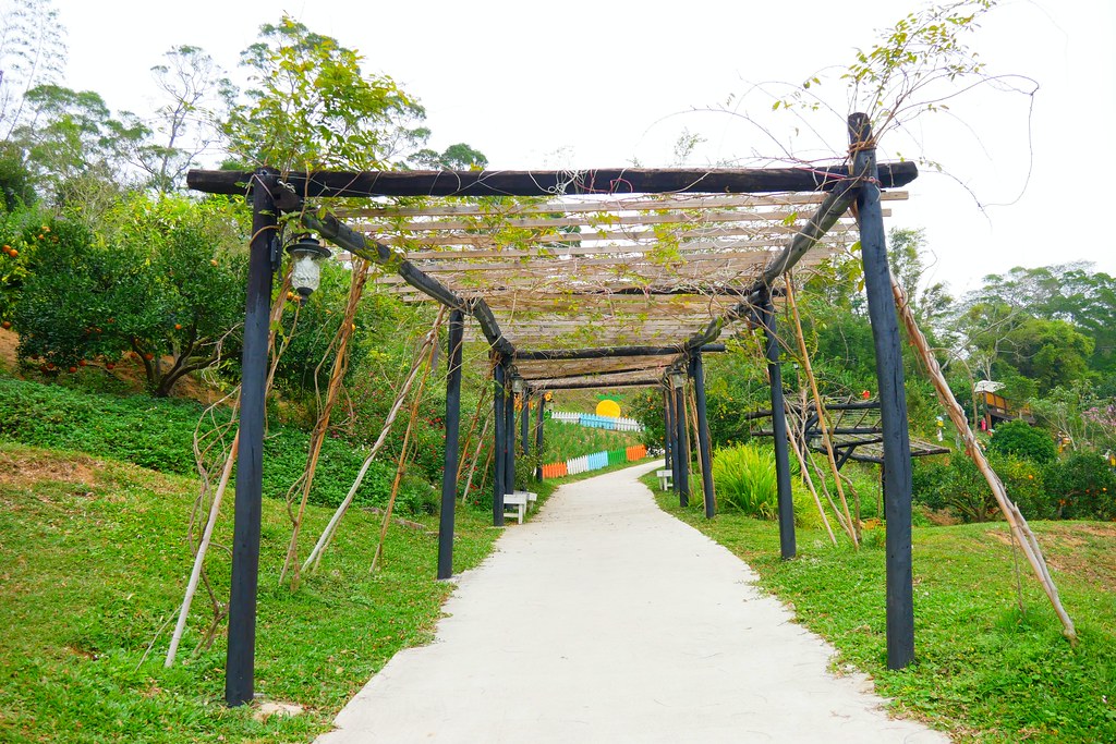 苗栗頭屋｜橙香森林．森林裡面的浪漫玻璃屋，有大片草原和橙香隧道 @飛天璇的口袋