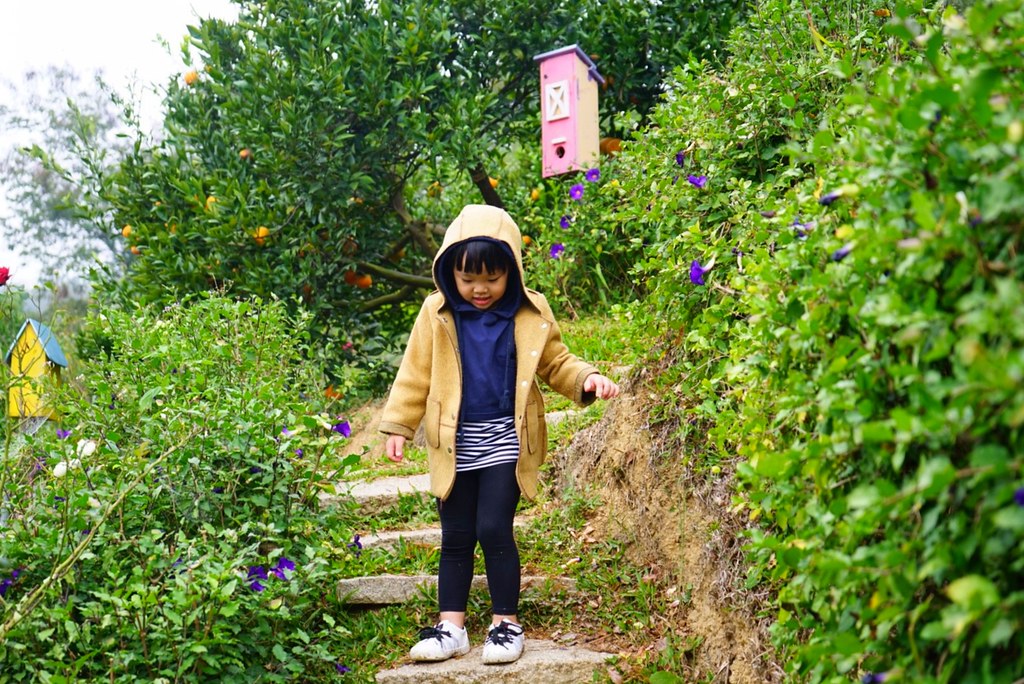 苗栗頭屋｜橙香森林．森林裡面的浪漫玻璃屋，有大片草原和橙香隧道 @飛天璇的口袋