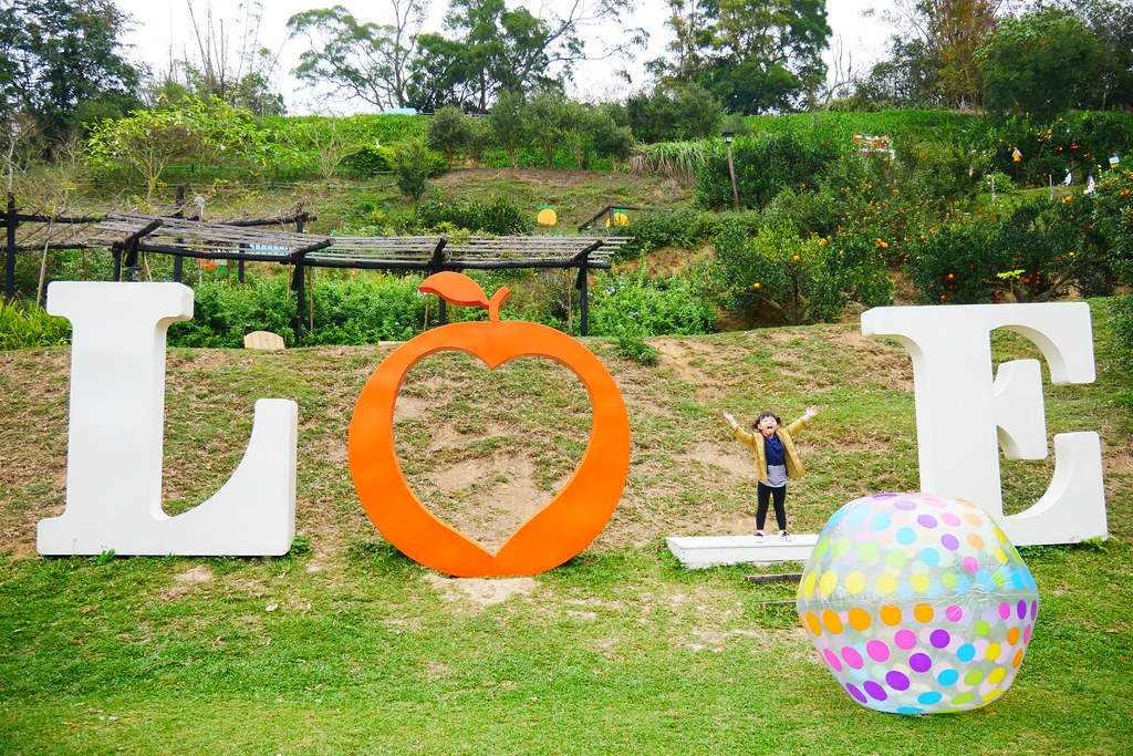 苗栗頭屋｜橙香森林．森林裡面的浪漫玻璃屋，有大片草原和橙香隧道 @飛天璇的口袋
