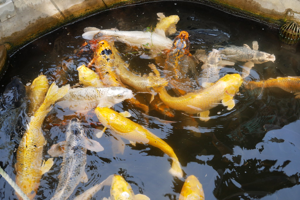 板陶窯交趾剪黏工藝園區：超療癒又童趣的親子旅遊景點~貓咪車站、沙坑、溜滑梯、手作DIY @飛天璇的口袋