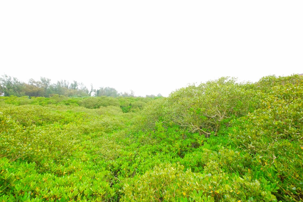 【新竹新豐】新豐紅樹林綠色步道：兼具休閒與觀光的生態保護區，走在被大自然包圍的綠色小隧道 @飛天璇的口袋
