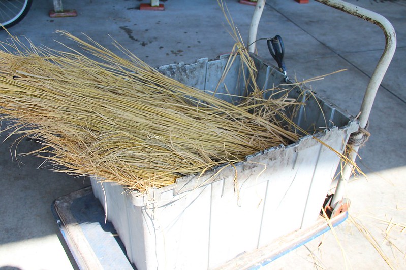 黑潮一番館．鰹のたたき┃日本高知：稻草炙燒鰹魚DIY，高知必吃美食推薦 @飛天璇的口袋