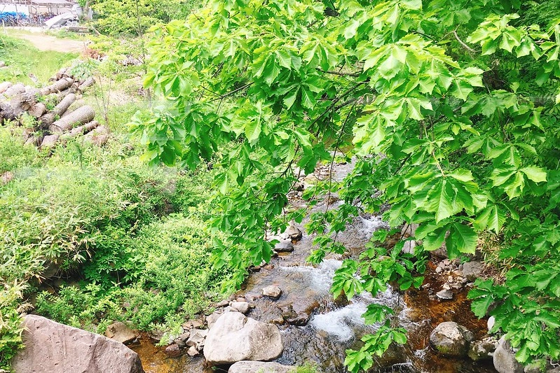 日本福島｜Angel Forest 天使之森那須白河．可愛的森林小圓屋，山林間的寵物友善飯店 @飛天璇的口袋
