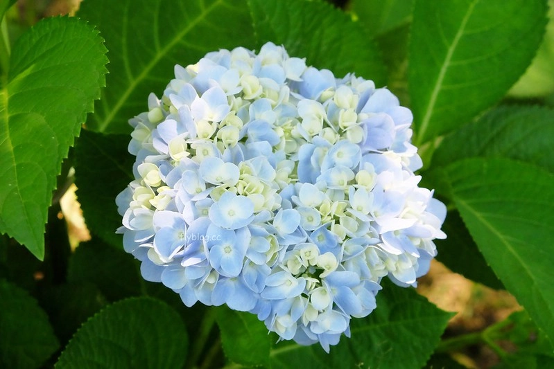 沐心泉休閒農場｜中部最美的賞金針花景點，一年四季都有不同的花卉 @飛天璇的口袋