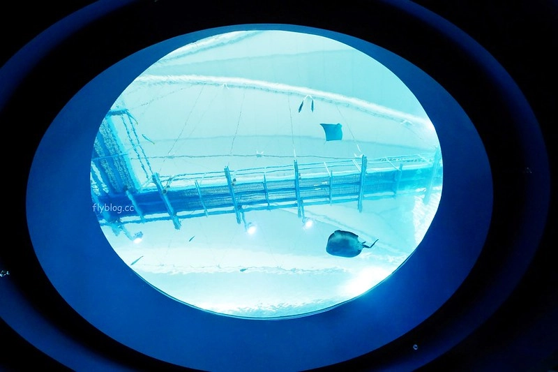 S.E.A海洋館┃新加坡旅遊：新加坡必玩的親子旅遊景點，全世界最大的水族館，超過800種海底生物超療癒 @飛天璇的口袋