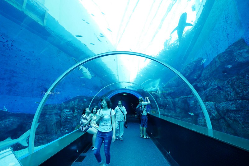 S.E.A海洋館┃新加坡旅遊：新加坡必玩的親子旅遊景點，全世界最大的水族館，超過800種海底生物超療癒 @飛天璇的口袋