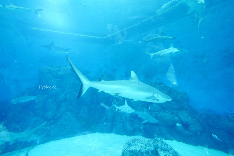 S.E.A海洋館┃新加坡旅遊：新加坡必玩的親子旅遊景點，全世界最大的水族館，超過800種海底生物超療癒 @飛天璇的口袋
