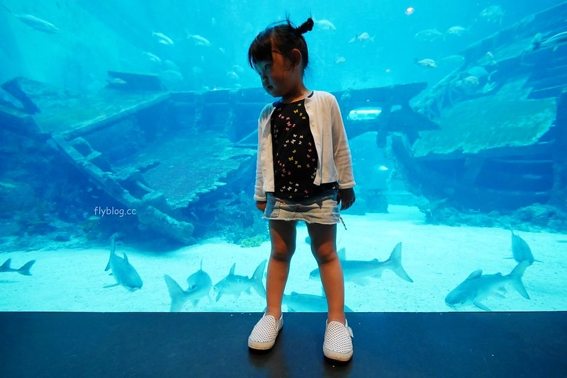 S.E.A海洋館┃新加坡旅遊：新加坡必玩的親子旅遊景點，全世界最大的水族館，超過800種海底生物超療癒 @飛天璇的口袋