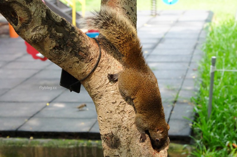春芳號@河南店┃台中西屯：浪漫桃花杯全省同步上市中，喝飲料也可以招桃花，滿額就送桃花扇和文件夾 @飛天璇的口袋