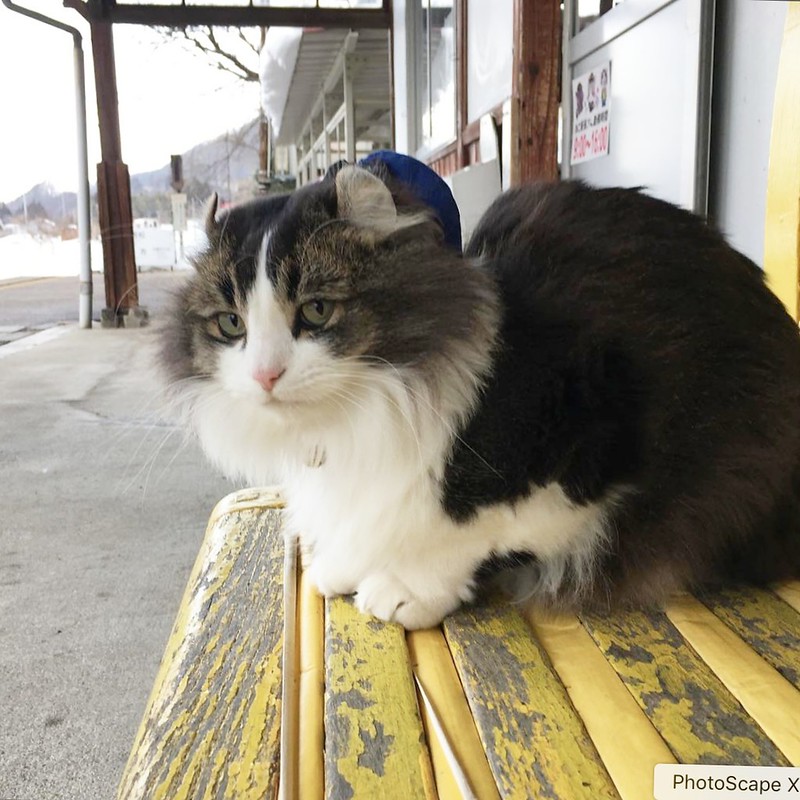 日本福島｜芦ノ牧溫泉駅．超療癒的貓咪站長Love，會津鐵道蘆之牧溫泉車站 @飛天璇的口袋