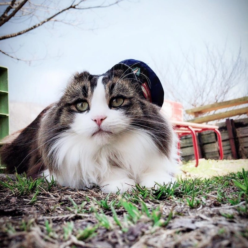 日本福島｜芦ノ牧溫泉駅．超療癒的貓咪站長Love，會津鐵道蘆之牧溫泉車站 @飛天璇的口袋