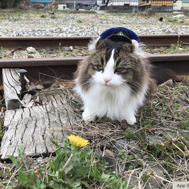 日本福島｜芦ノ牧溫泉駅．超療癒的貓咪站長Love，會津鐵道蘆之牧溫泉車站 @飛天璇的口袋