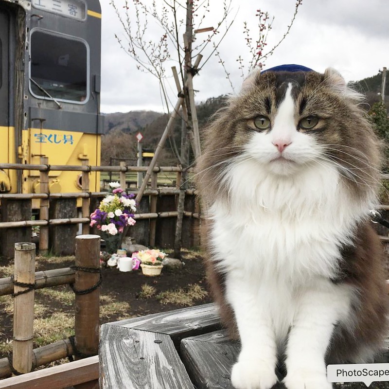 日本福島｜芦ノ牧溫泉駅．超療癒的貓咪站長Love，會津鐵道蘆之牧溫泉車站 @飛天璇的口袋