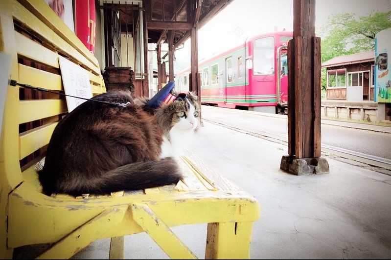 日本福島｜芦ノ牧溫泉駅．超療癒的貓咪站長Love，會津鐵道蘆之牧溫泉車站 @飛天璇的口袋