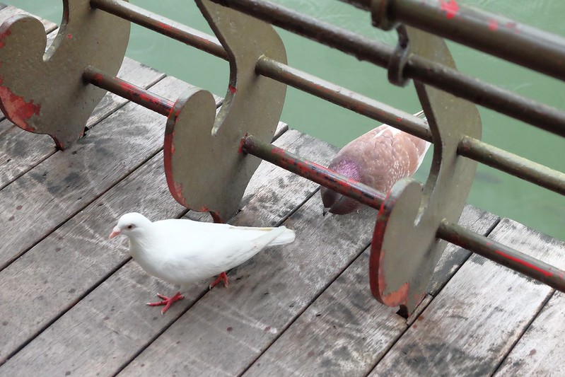 台中一日遊┃台中旅遊：台中日式微旅行，探訪台中的京都，走入古蹟現場，文化巡禮導覽 @飛天璇的口袋