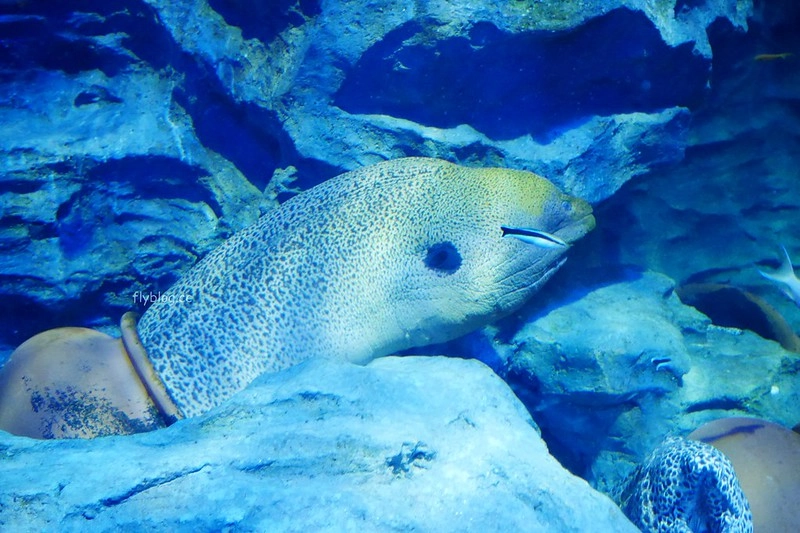 S.E.A海洋館┃新加坡旅遊：新加坡必玩的親子旅遊景點，全世界最大的水族館，超過800種海底生物超療癒 @飛天璇的口袋