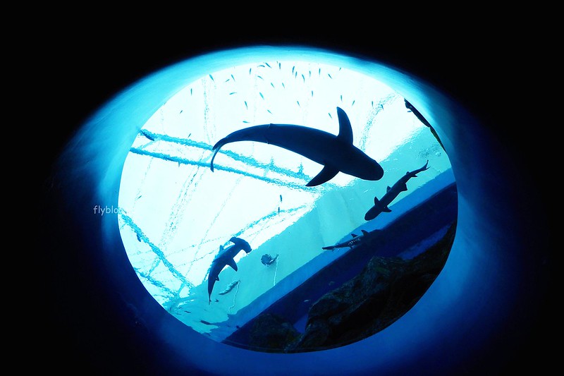 S.E.A海洋館┃新加坡旅遊：新加坡必玩的親子旅遊景點，全世界最大的水族館，超過800種海底生物超療癒 @飛天璇的口袋