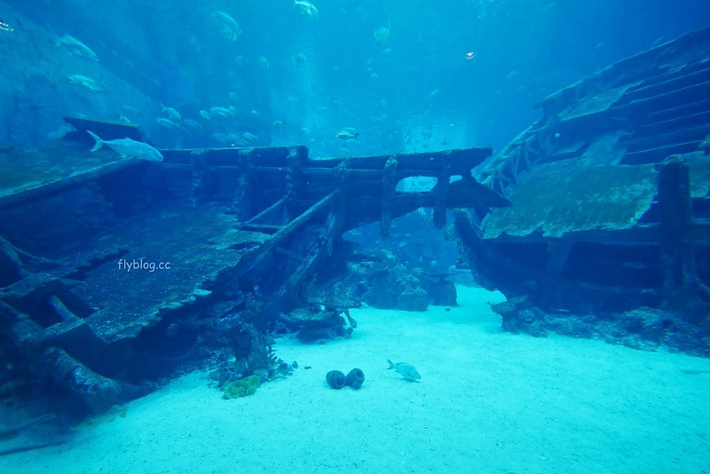 S.E.A海洋館┃新加坡旅遊：新加坡必玩的親子旅遊景點，全世界最大的水族館，超過800種海底生物超療癒 @飛天璇的口袋