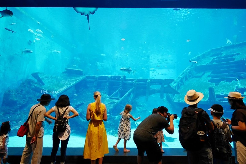 S.E.A海洋館┃新加坡旅遊：新加坡必玩的親子旅遊景點，全世界最大的水族館，超過800種海底生物超療癒 @飛天璇的口袋