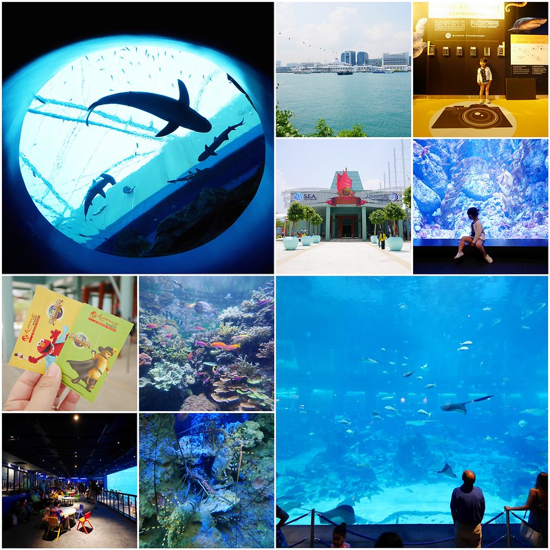 S.E.A海洋館┃新加坡旅遊：新加坡必玩的親子旅遊景點，全世界最大的水族館，超過800種海底生物超療癒 @飛天璇的口袋