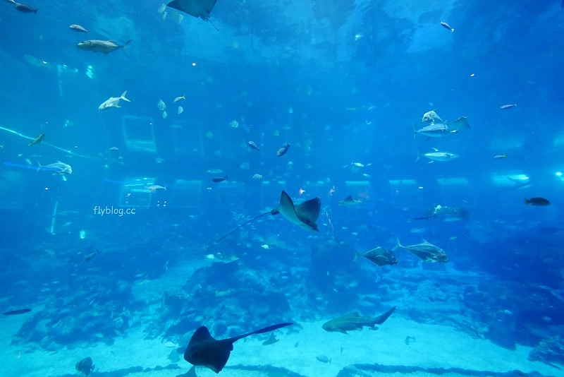 S.E.A海洋館┃新加坡旅遊：新加坡必玩的親子旅遊景點，全世界最大的水族館，超過800種海底生物超療癒 @飛天璇的口袋