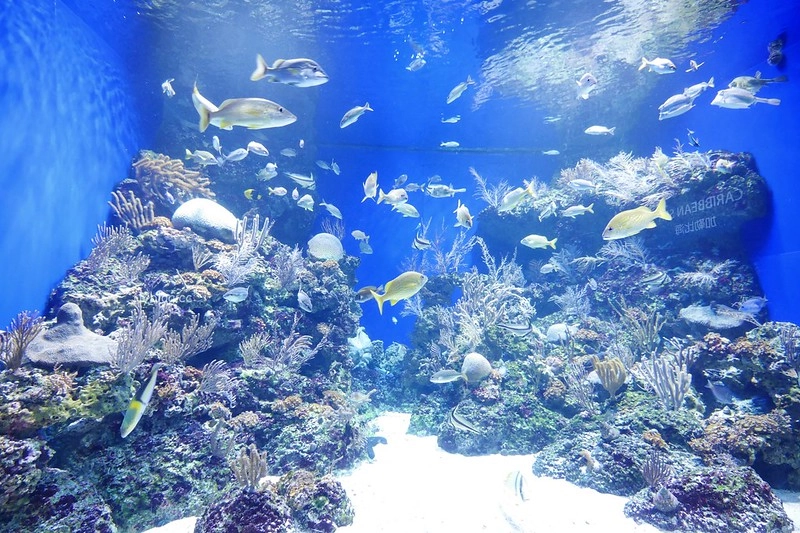 S.E.A海洋館┃新加坡旅遊：新加坡必玩的親子旅遊景點，全世界最大的水族館，超過800種海底生物超療癒 @飛天璇的口袋