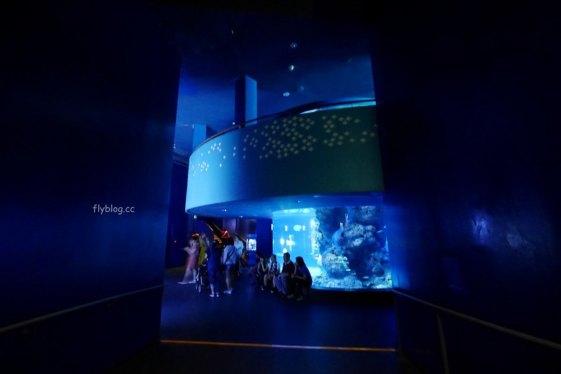 S.E.A海洋館┃新加坡旅遊：新加坡必玩的親子旅遊景點，全世界最大的水族館，超過800種海底生物超療癒 @飛天璇的口袋