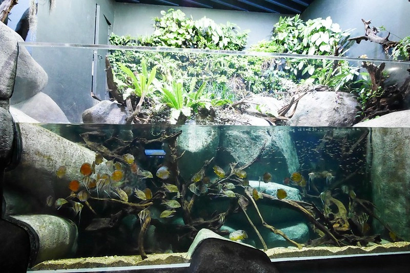 S.E.A海洋館┃新加坡旅遊：新加坡必玩的親子旅遊景點，全世界最大的水族館，超過800種海底生物超療癒 @飛天璇的口袋