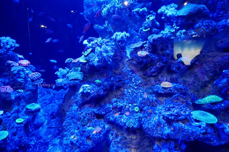S.E.A海洋館┃新加坡旅遊：新加坡必玩的親子旅遊景點，全世界最大的水族館，超過800種海底生物超療癒 @飛天璇的口袋