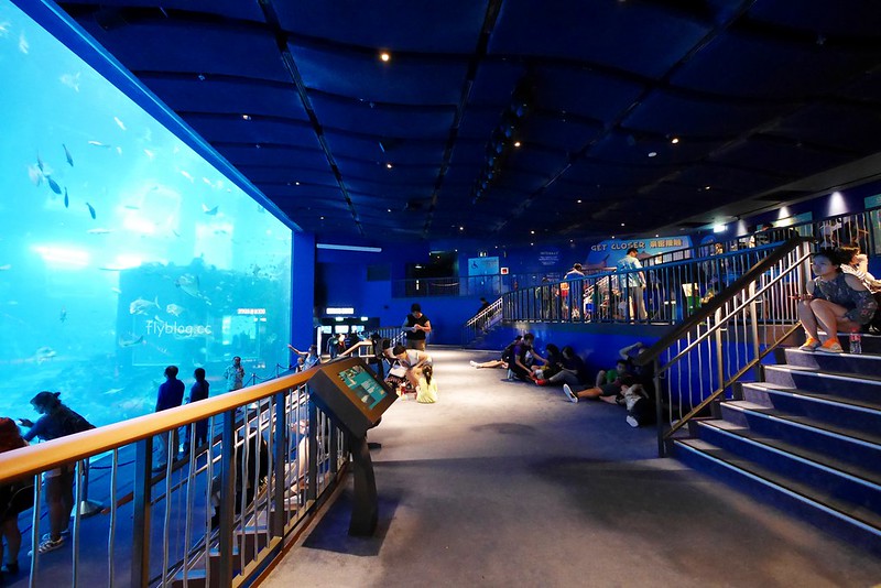 S.E.A海洋館┃新加坡旅遊：新加坡必玩的親子旅遊景點，全世界最大的水族館，超過800種海底生物超療癒 @飛天璇的口袋