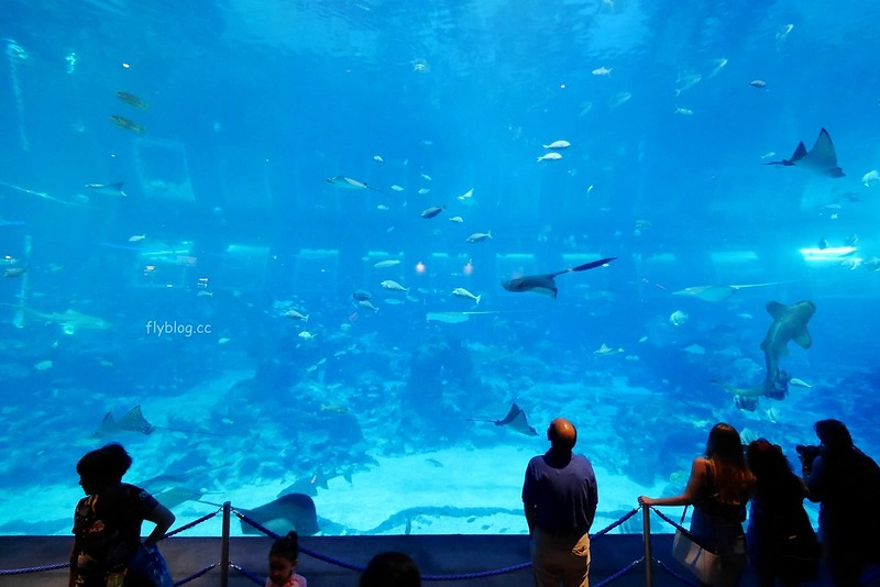 S.E.A海洋館┃新加坡旅遊：新加坡必玩的親子旅遊景點，全世界最大的水族館，超過800種海底生物超療癒 @飛天璇的口袋