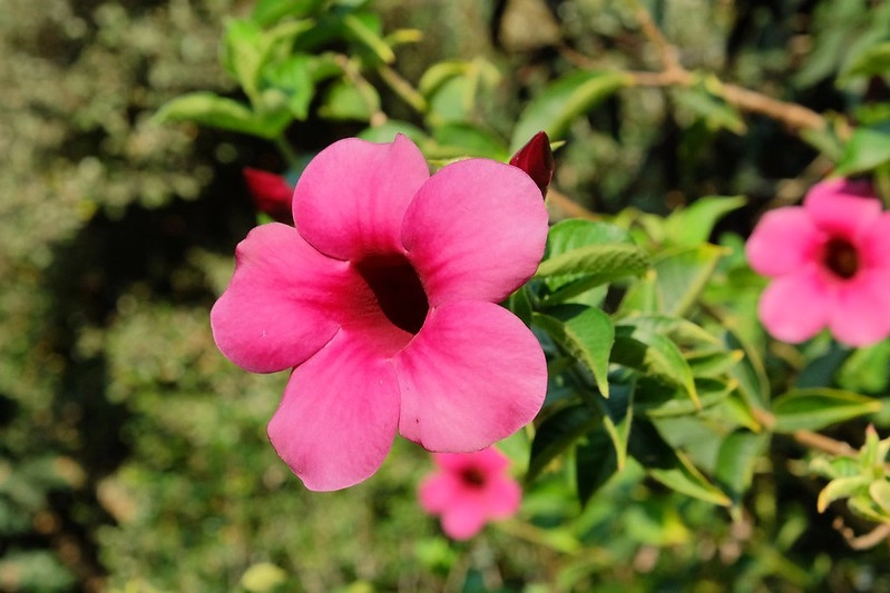 VilaVilla魔法莊園｜苗栗卓蘭景觀餐廳，結合樹屋、沙坑、溜滑梯，苗栗親子美食旅遊景點推薦 @飛天璇的口袋