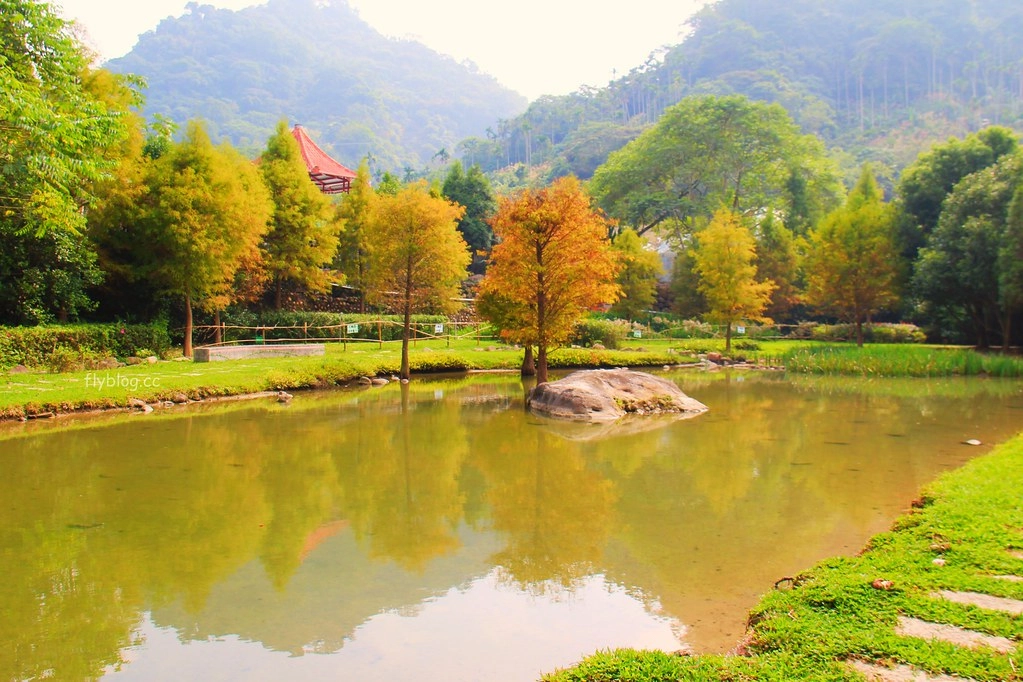台中太平｜太平苗圃落羽松．依山傍水湖光倒影，太平落羽松秘境 @飛天璇的口袋