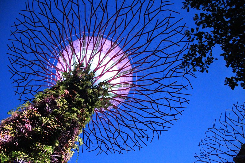 天空樹 Supertree Grove┃新加坡景點：濱海灣公園超震撼美景，走進阿凡達的星球，新加坡必遊景點推薦 @飛天璇的口袋