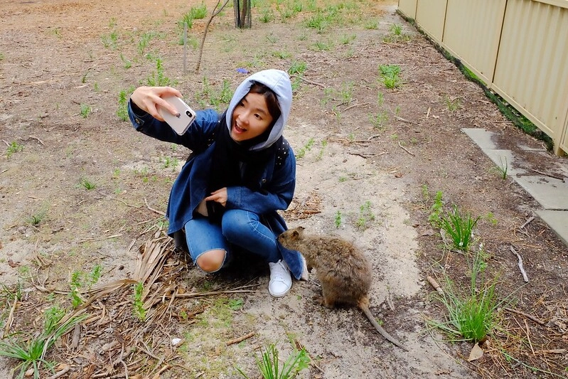 澳洲珀斯｜Rottnest Island 羅特尼斯島，西澳最受觀迎的渡假島嶼，世界最快樂的動物Quokka @飛天璇的口袋