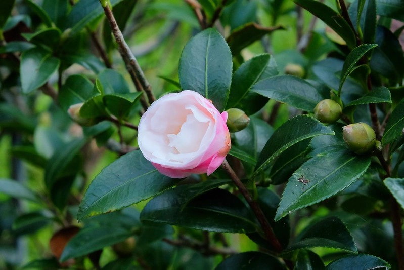 VilaVilla魔法莊園｜苗栗卓蘭景觀餐廳，結合樹屋、沙坑、溜滑梯，苗栗親子美食旅遊景點推薦 @飛天璇的口袋