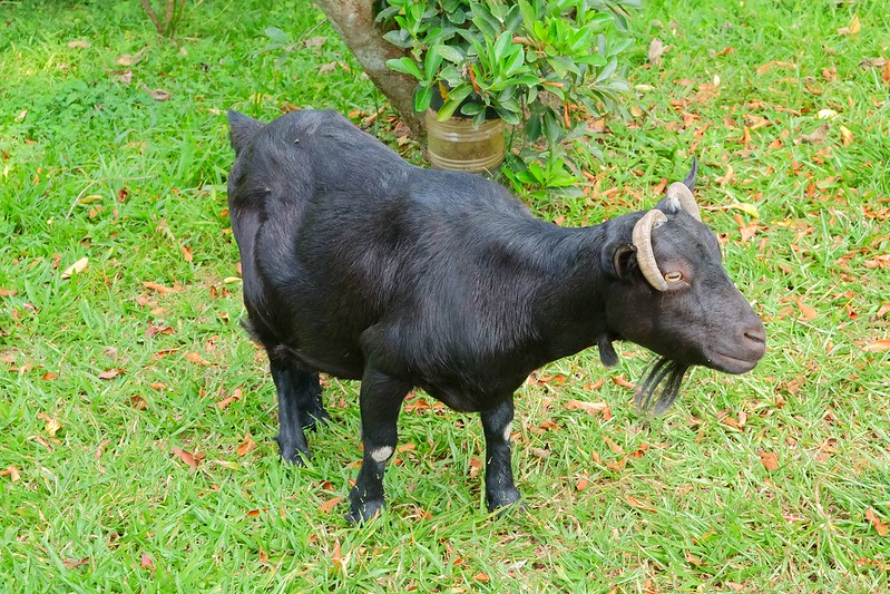 VilaVilla魔法莊園｜苗栗卓蘭景觀餐廳，結合樹屋、沙坑、溜滑梯，苗栗親子美食旅遊景點推薦 @飛天璇的口袋