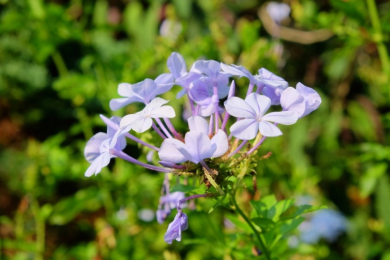VilaVilla魔法莊園｜苗栗卓蘭景觀餐廳，結合樹屋、沙坑、溜滑梯，苗栗親子美食旅遊景點推薦 @飛天璇的口袋