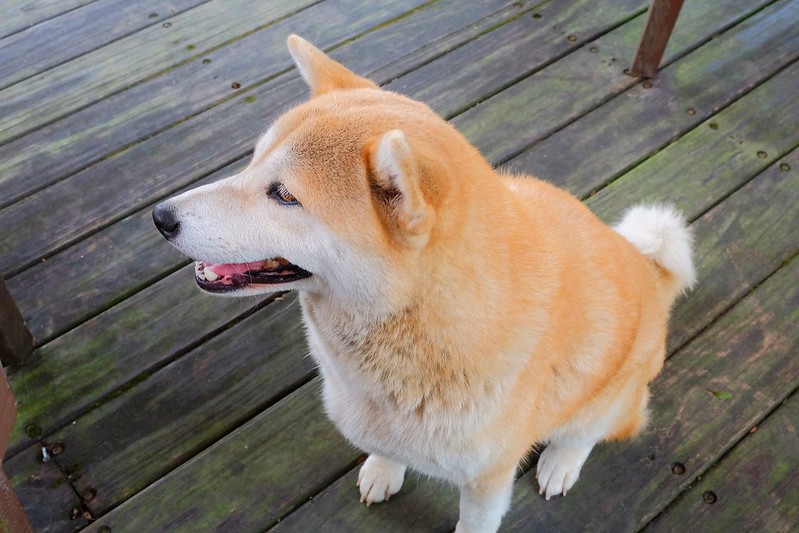 VilaVilla魔法莊園｜苗栗卓蘭景觀餐廳，結合樹屋、沙坑、溜滑梯，苗栗親子美食旅遊景點推薦 @飛天璇的口袋