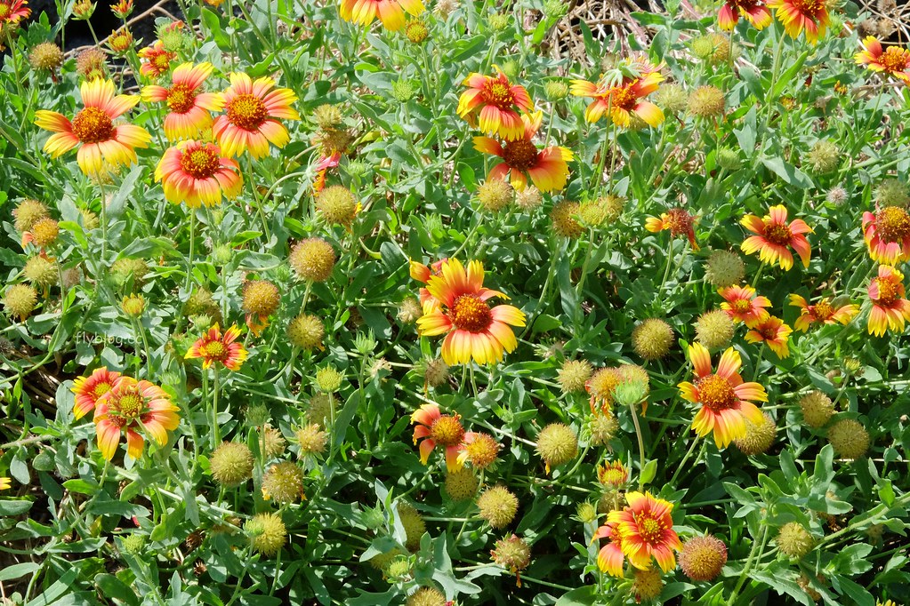 南寮古厝：2017全球百大綠色旅遊地，保留傳統注入新生命 @飛天璇的口袋