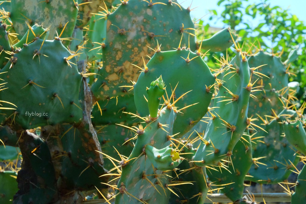 南寮古厝：2017全球百大綠色旅遊地，保留傳統注入新生命 @飛天璇的口袋