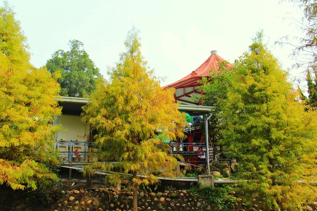 台中太平｜太平苗圃落羽松．依山傍水湖光倒影，太平落羽松秘境 @飛天璇的口袋