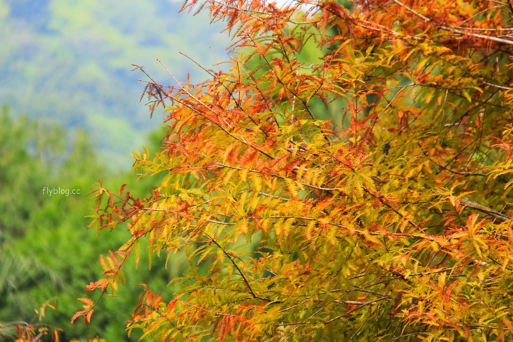 台中太平｜太平苗圃落羽松．依山傍水湖光倒影，太平落羽松秘境 @飛天璇的口袋