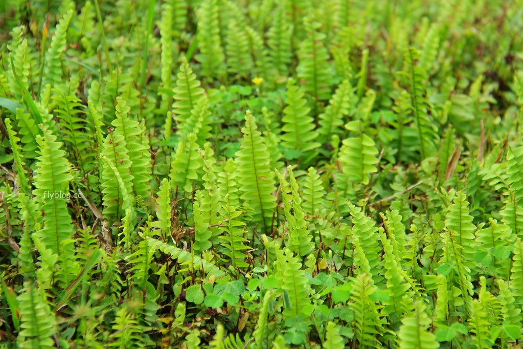 台中太平｜太平苗圃落羽松．依山傍水湖光倒影，太平落羽松秘境 @飛天璇的口袋