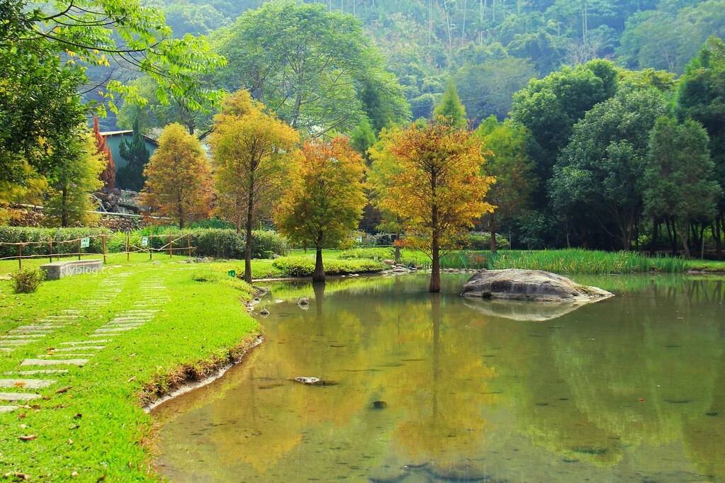 台中太平｜太平苗圃落羽松．依山傍水湖光倒影，太平落羽松秘境 @飛天璇的口袋